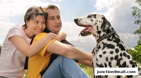 A couple happily embraces while their Dalmatian dog sits beside them outdoors.