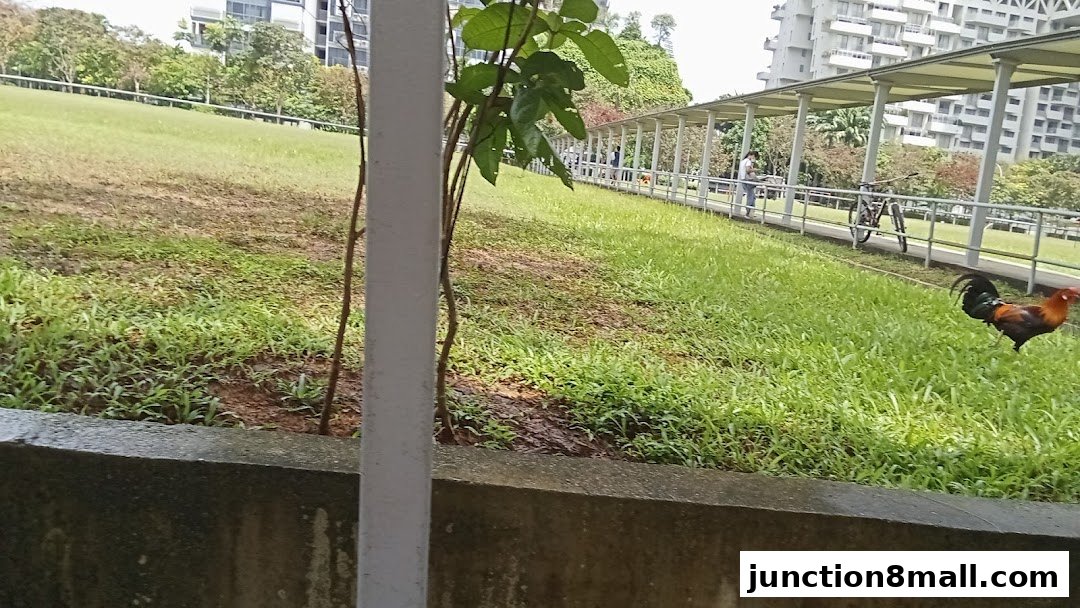A rooster walks on a grassy lawn next to a covered walkway and buildings.